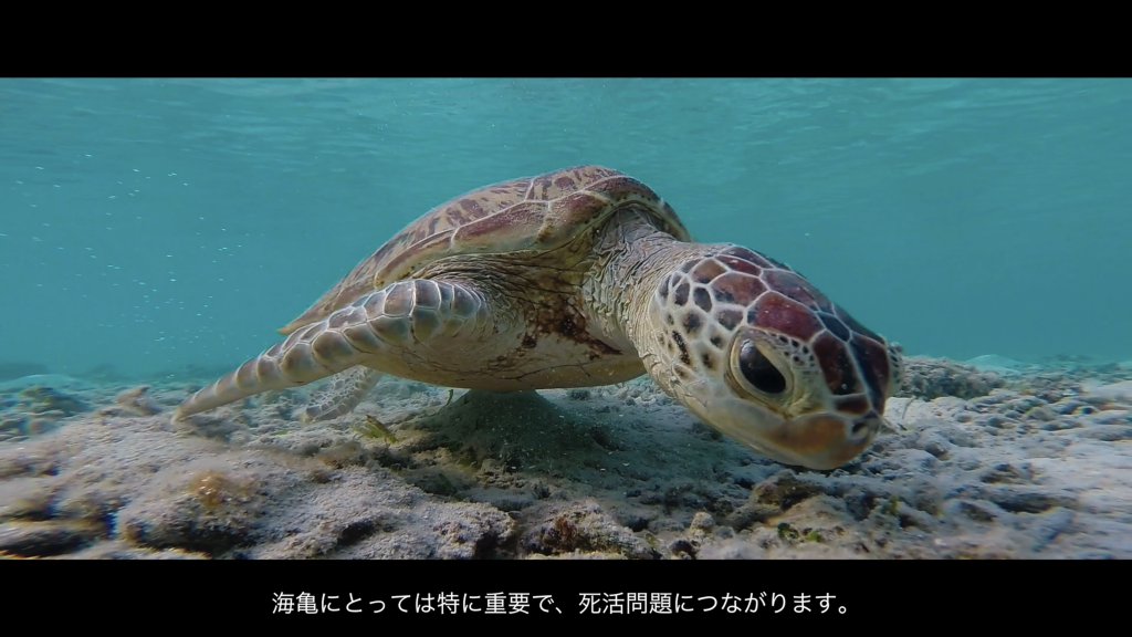 Save Katoku beach Amami Japan save sea turtles and stop concrete 