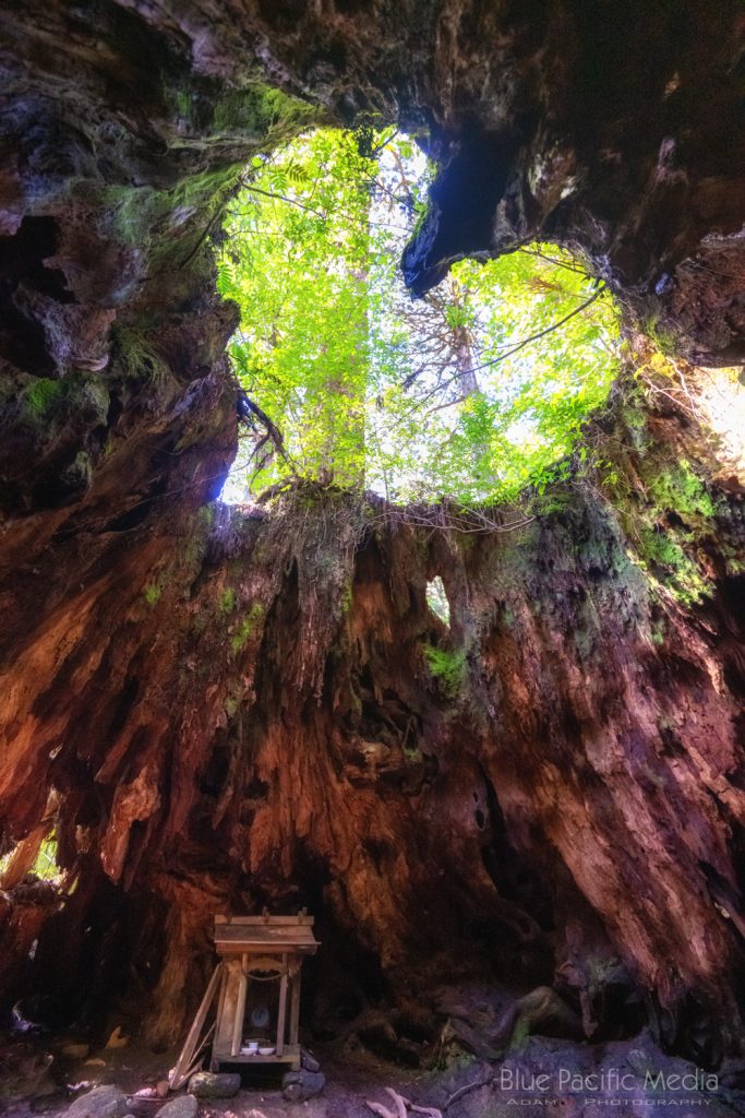 神様の住む島、屋久島 4K