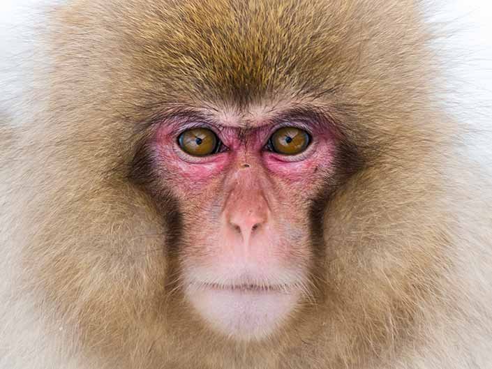 Snow monkeies of Japan